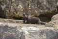 The American mink between the stones on the lake embankment Royalty Free Stock Photo