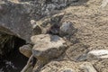 The American mink between the stones on the lake embankment Royalty Free Stock Photo