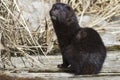 American mink which sits on a wooden bridge Royalty Free Stock Photo