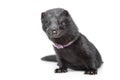 American mink on white background Royalty Free Stock Photo