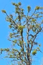 American Mistletoe (Phoradendron flavesens) Infested Tree