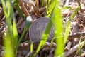 American money in the agricultural field together in cereal wheat