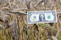 American money in the agricultural field together in cereal wheat