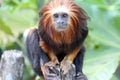 american monkey (golden-headed lion tamarin) in a zoo (france)