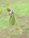 Actias luna American moon giant moth Royalty Free Stock Photo