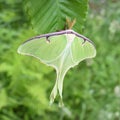 Actias luna American moon giant moth