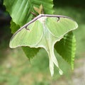 Actias luna American moon giant moth Royalty Free Stock Photo