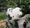 American Mountain Goat in The Glacier National Park, Montana