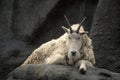 American mountain goat, Oreamnos americanus