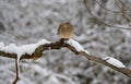 An American mourning dove perching on the tree after a snowy day Royalty Free Stock Photo