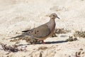 American mourning dove Zenaida macroura Royalty Free Stock Photo