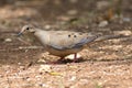 American mourning dove Zenaida macroura Royalty Free Stock Photo