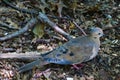 American Mourning Dove zenaida macroura or rain dove perched on tree branch Royalty Free Stock Photo