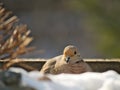 American mourning dove - zenaida macroura - or rain dove resting on snow Royalty Free Stock Photo