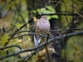 American Mourning Dove zenaida macroura or rain dove Royalty Free Stock Photo