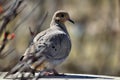 American mourning dove - zenaida macroura - or rain dove Royalty Free Stock Photo