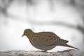 American mourning doves zenaida macroura or rain dove Royalty Free Stock Photo