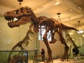 American Museum of Natural History, dinosaur, tyrannosaurus, tourist attraction, extinction