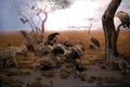 American Museum of Natural History. New York.. Fossils minerals dinosaurs dioramas.