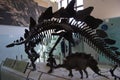 American Museum of Natural History. New York.. Fossils minerals dinosaurs dioramas. Stegosaurus
