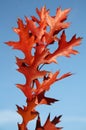 American oak leaf