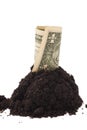 American One dollar grow from groundon Royalty Free Stock Photo