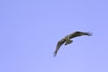 American osprey in flight against a blue sky