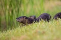 American otter in the wild, with young Royalty Free Stock Photo