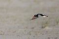 American Oystercatcher