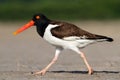 American Oystercatcher Royalty Free Stock Photo