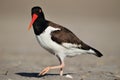 American Oystercatcher