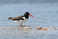 American Oystercatcher Royalty Free Stock Photo