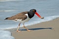 American Oystercatcher