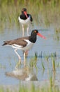 American Oystercatcher in blue water Royalty Free Stock Photo