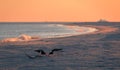 American Oystercatcher couple forage on the beach at sunset in Cape May, NJ Royalty Free Stock Photo