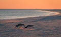 American Oystercatcher couple forage on the beach at sunset in Cape May, NJ Royalty Free Stock Photo