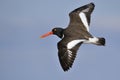 American Oystercatcher in flight Royalty Free Stock Photo