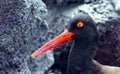 American Oystercatcher in the Galapagos