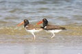 American Oystercatcher (Haematopus palliatus) Royalty Free Stock Photo