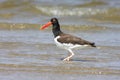 American Oystercatcher (Haematopus palliatus) Royalty Free Stock Photo