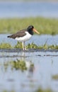 American Oystercatcher, Haematopus palliatus Royalty Free Stock Photo