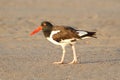 American Oystercatcher (Haematopus palliatus) Royalty Free Stock Photo