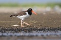 American Oystercatcher (Haematopus palliatus) Royalty Free Stock Photo