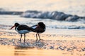 American Oystercatcher couple are banded as they forage on the beach at sunrise in Cape May, NJ Royalty Free Stock Photo