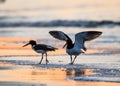 American Oystercatcher couple are banded as they mate and forage on the beach at sunrise in Cape May, NJ Royalty Free Stock Photo