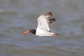 American Oystercatcher (Haematopus palliatus)