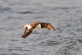 American Oystercatcher (Haematopus palliatus)