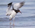 An American Oystercatcher landing on a beach -Florida Royalty Free Stock Photo