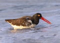 American oystercatcher, Haematopus palliatus splashing in the surf Royalty Free Stock Photo