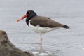 American Oystercatcher (Haematopus palliatus Royalty Free Stock Photo